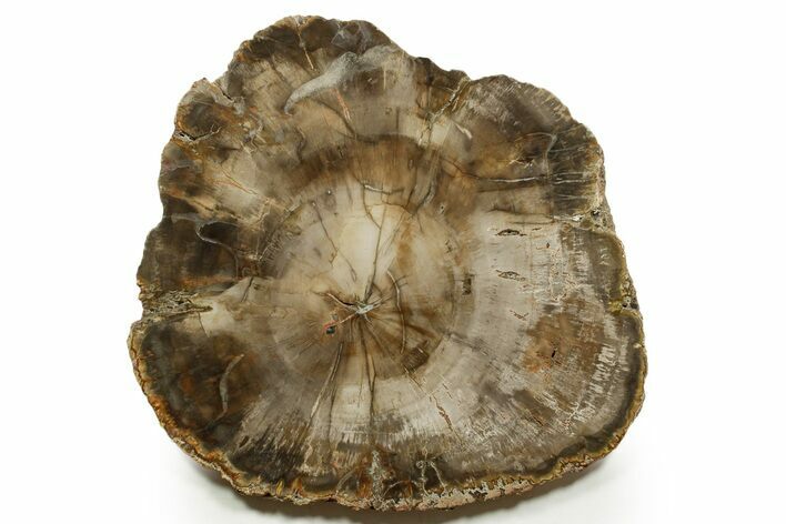 Polished Petrified Wood (Araucaria) Round - Madagascar #376824